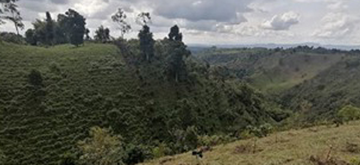 Fotografías de la siembra de árboles en el Quindío.