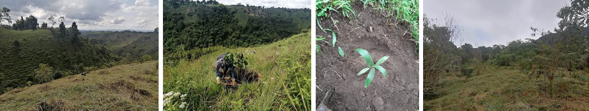 Fotografías de la siembra de árboles en el Quindío.