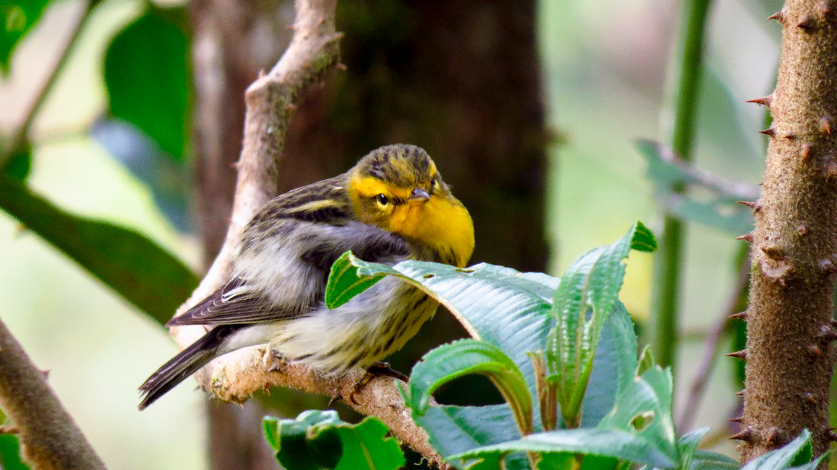 Fotografía de primera plana de ave que hace parte de la fauna silvestre que habita los alrededores de las carreteras de Colombia.